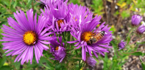 Sample Photos of Long Island Native Plants, New York Aster. 