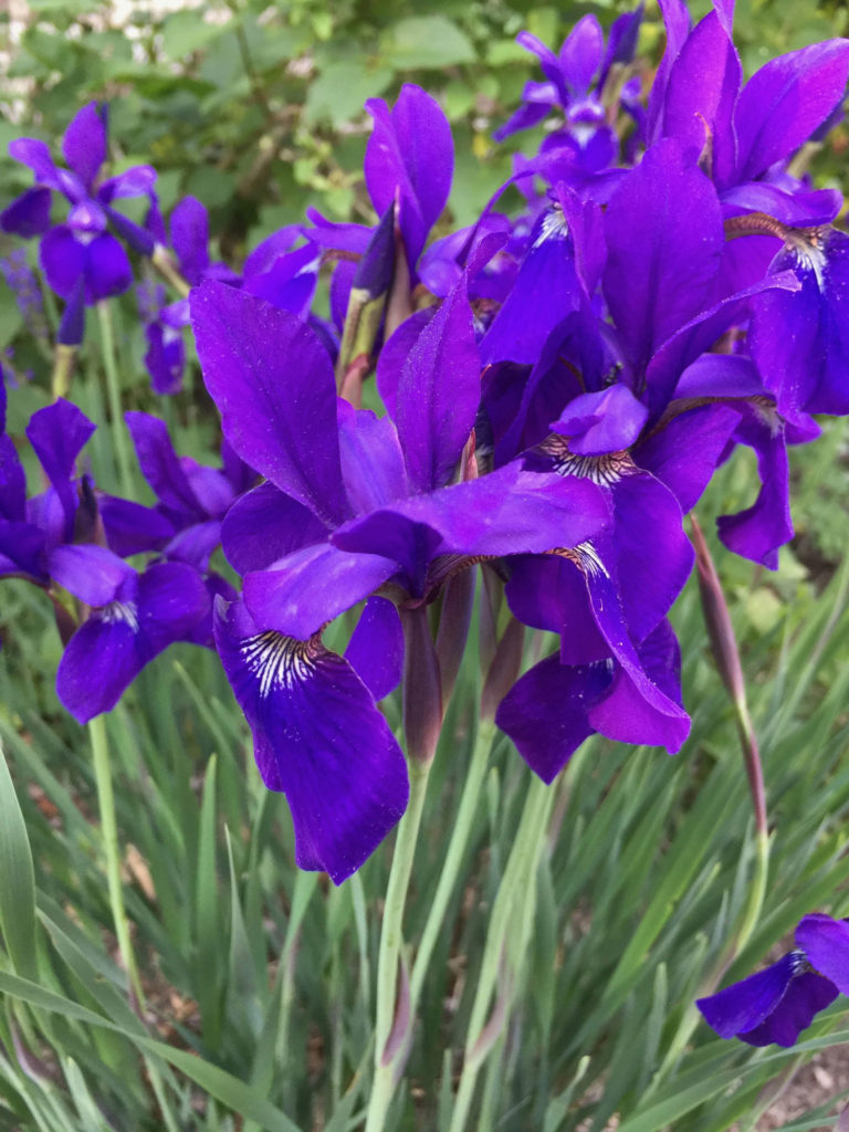 Blue Flag Iris.