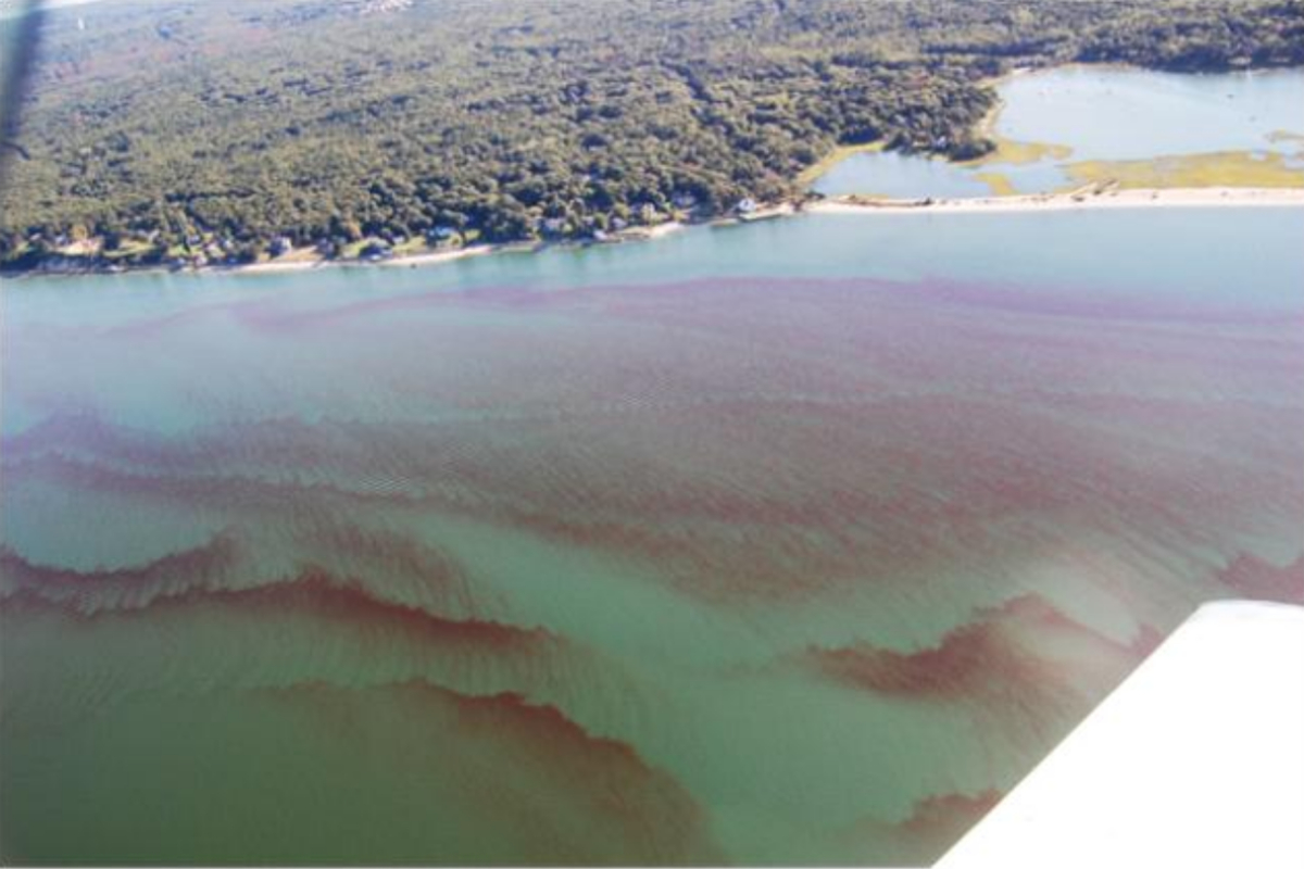 Rust Tide off of Long Island’s shores. Photo: The Gobler Lab