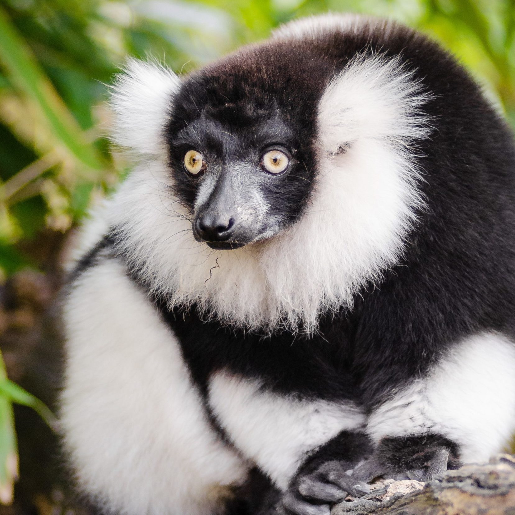 Black_and_white_ruffed_lemur_of_the_genus_Varecia
